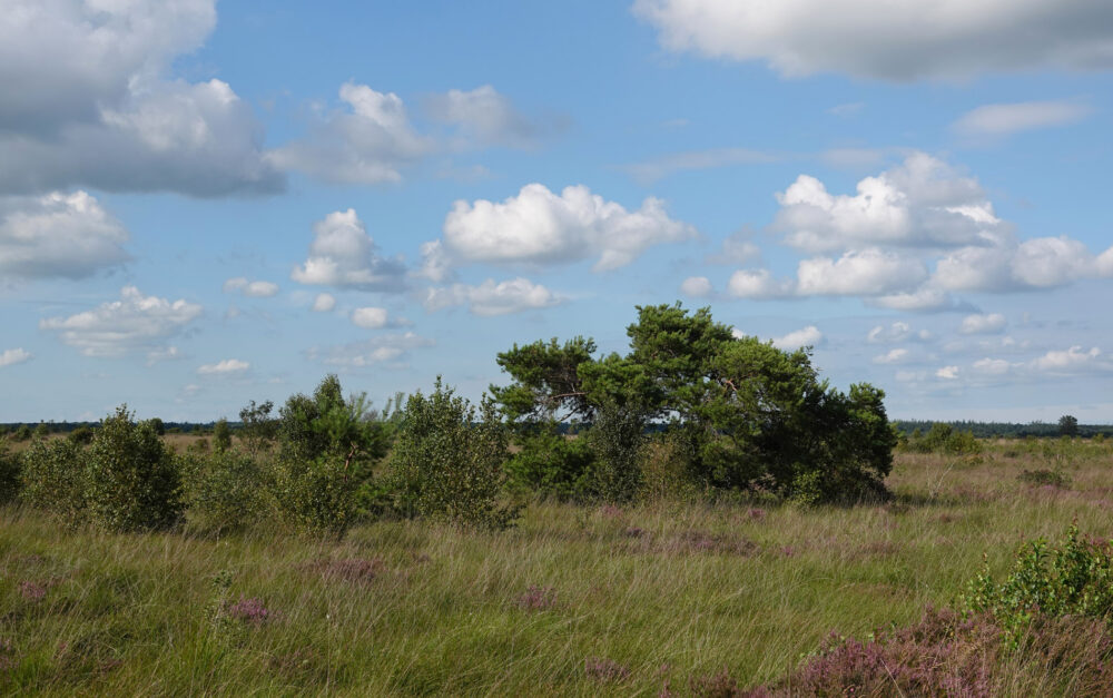 Fochteloërveen