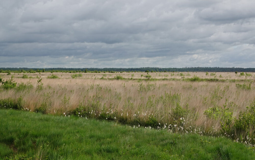 Fochteloërveen