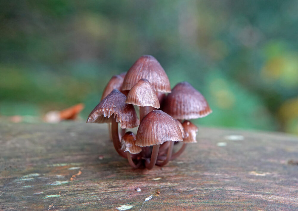 Fraaisteelmycena