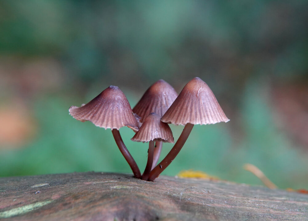Fraaisteelmycena