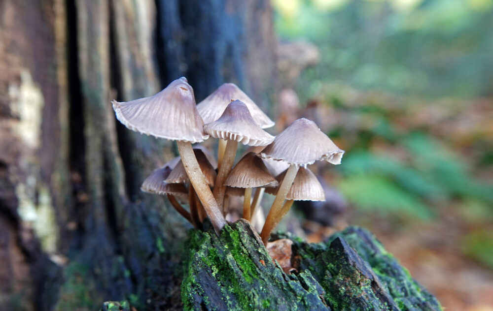 Fraaisteelmycena