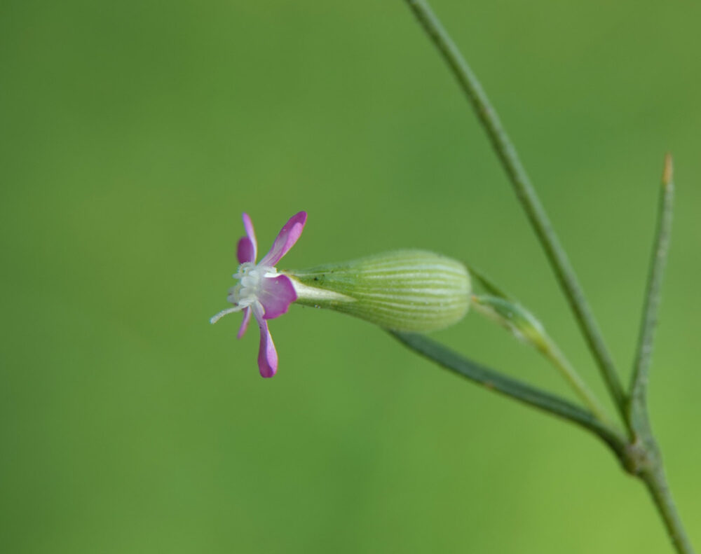 Franse silene