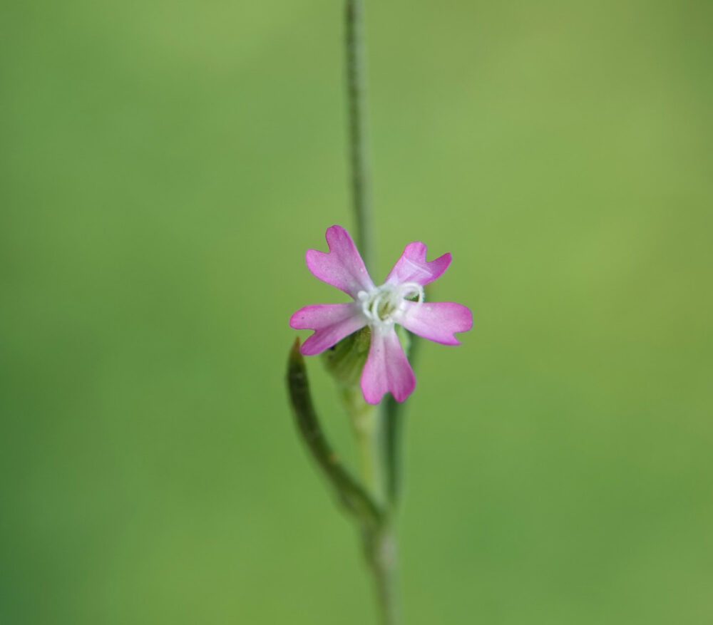 Franse silene