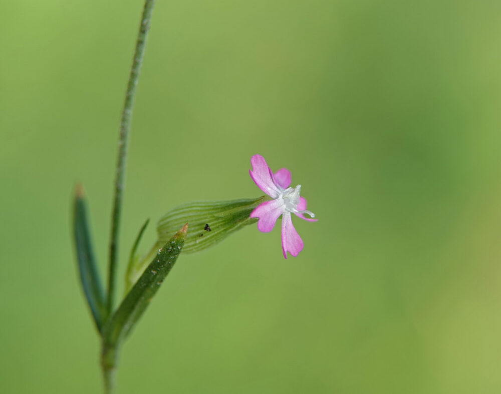 Franse silene