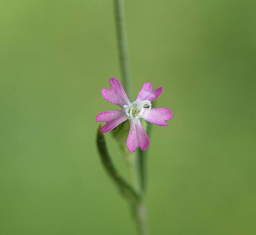 Franse silene