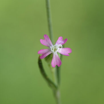 Franse silene