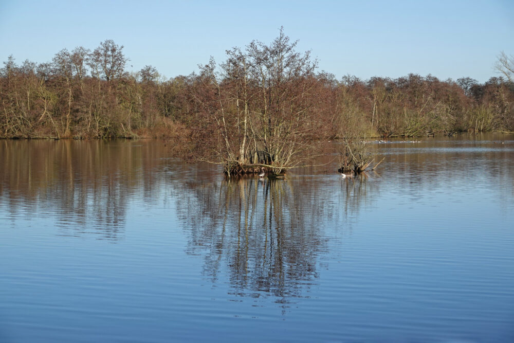 Friesche Veen