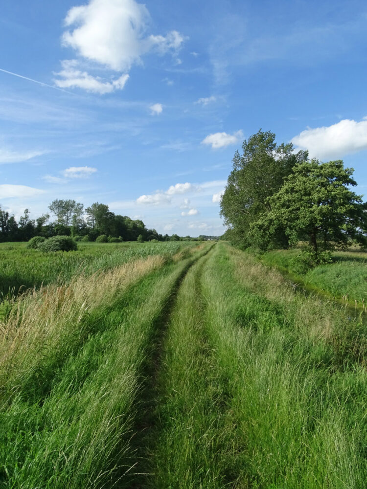 Friesche Veen