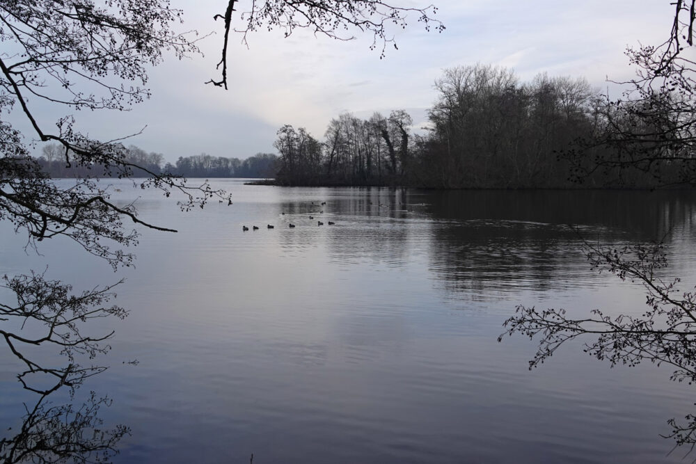 Friesche Veen in de winter