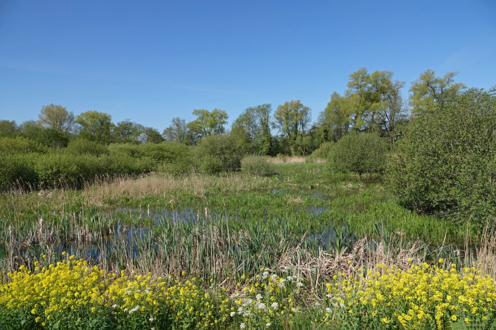 Friesche Veen