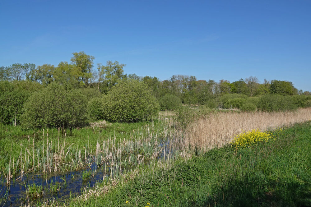 Friesche Veen