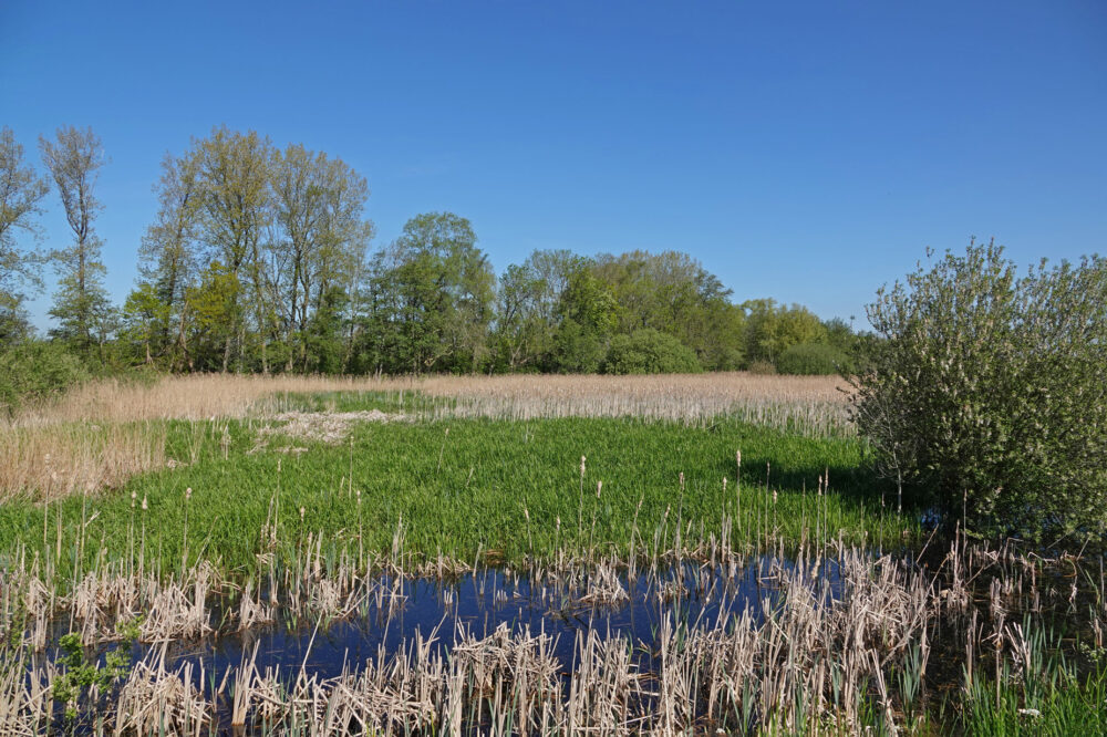 Friesche Veen