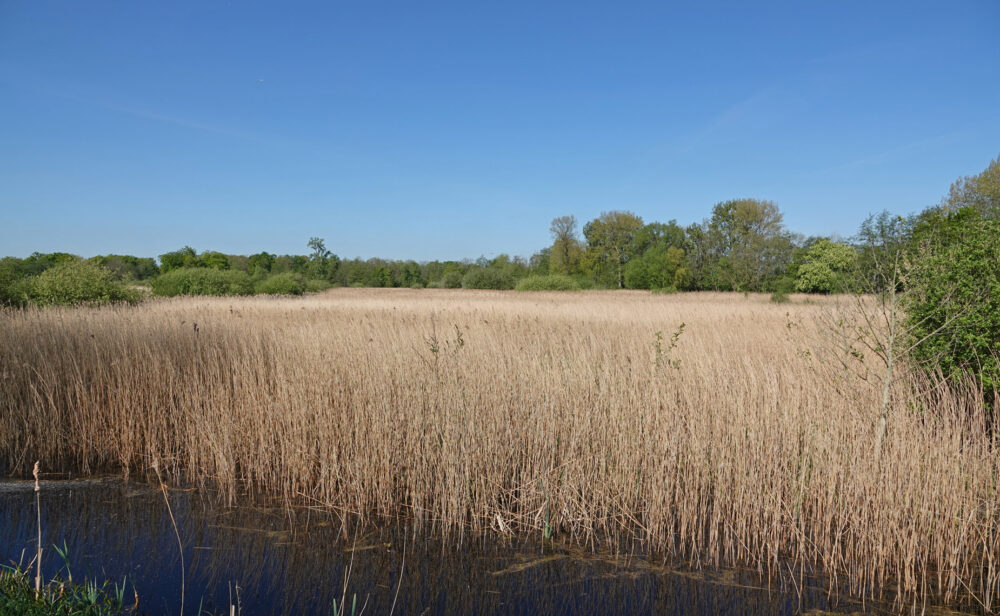 Friesche Veen