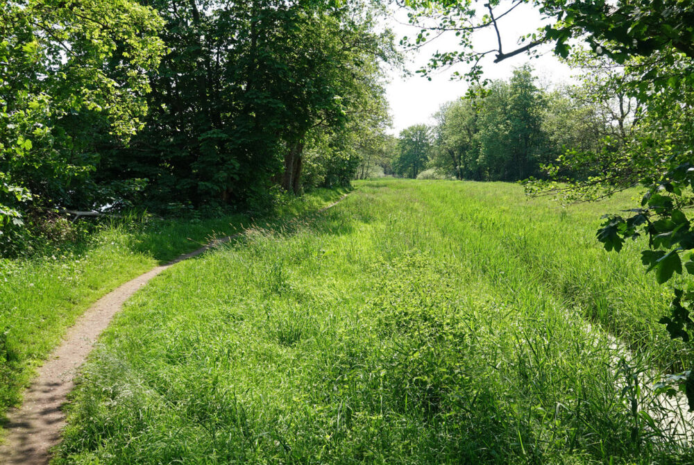 Friesche veen
