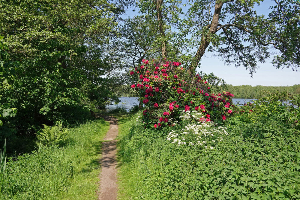 Friesche veen