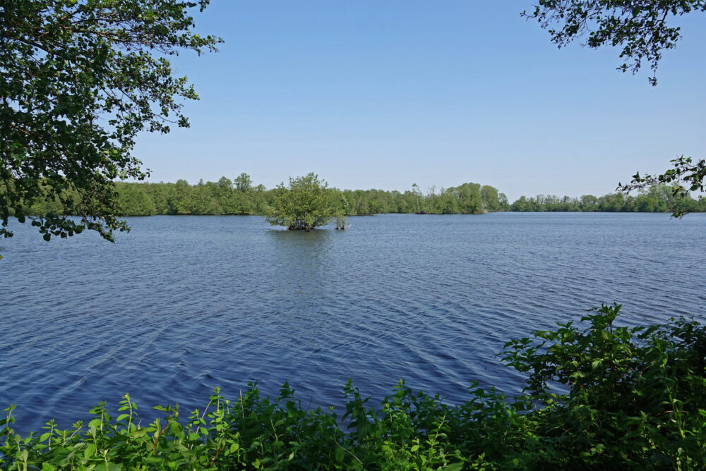 Friesche veen