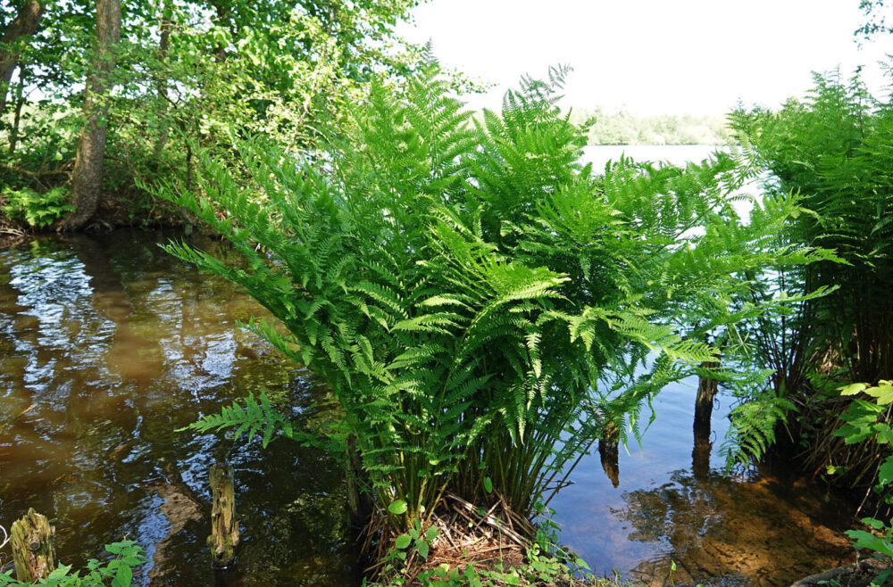 Friesche veen