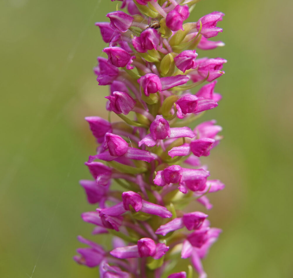 Friese muggenorchis (NP Lauwersmeer)