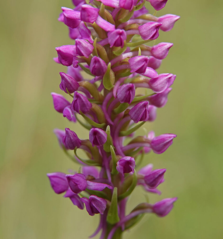 Friese muggenorchis (NP Lauwersmeer)