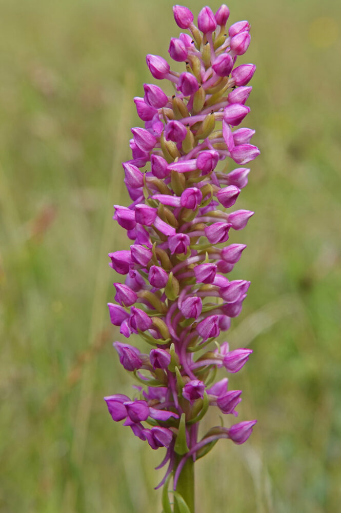 Friese muggenorchis (NP Lauwersmeer)