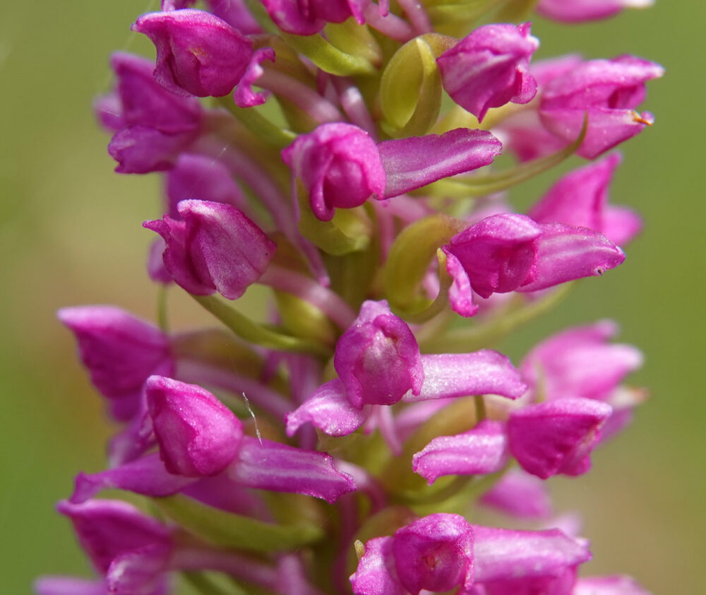 Friese muggenorchis (NP Lauwersmeer)