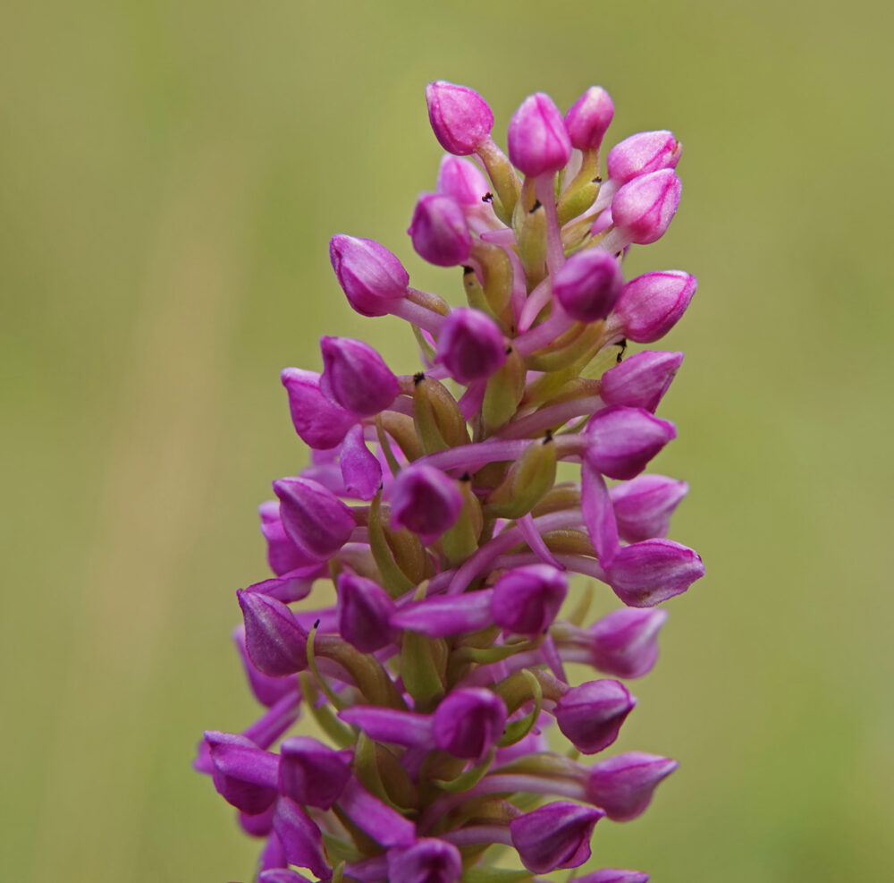 Friese muggenorchis (NP Lauwersmeer)