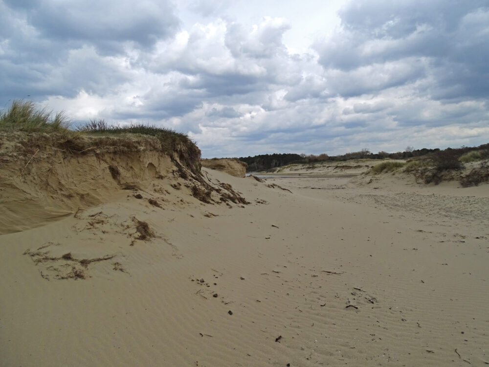 Ganzenhoek in het voorjaar (Meijendel)