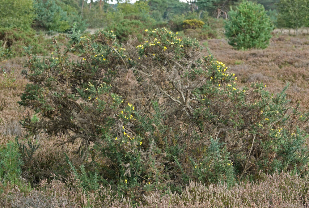 Gaspeldoorn
