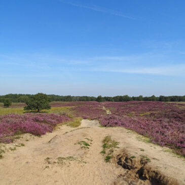Gasterse Duinen