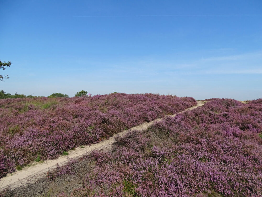 Gasterse Duinen
