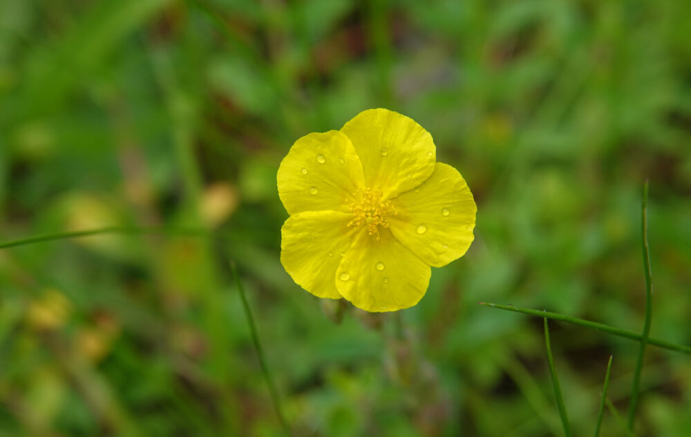 Geel zonneroosje