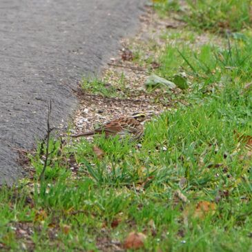 Geelbrauwgors