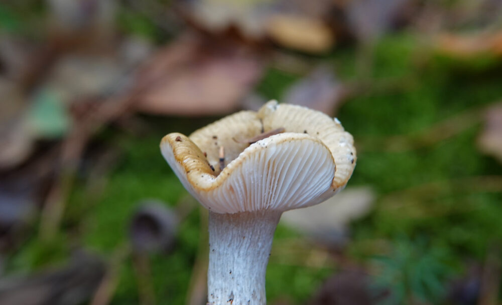 Geelwitte russula