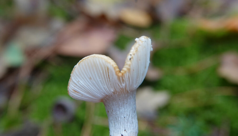 Geelwitte russula