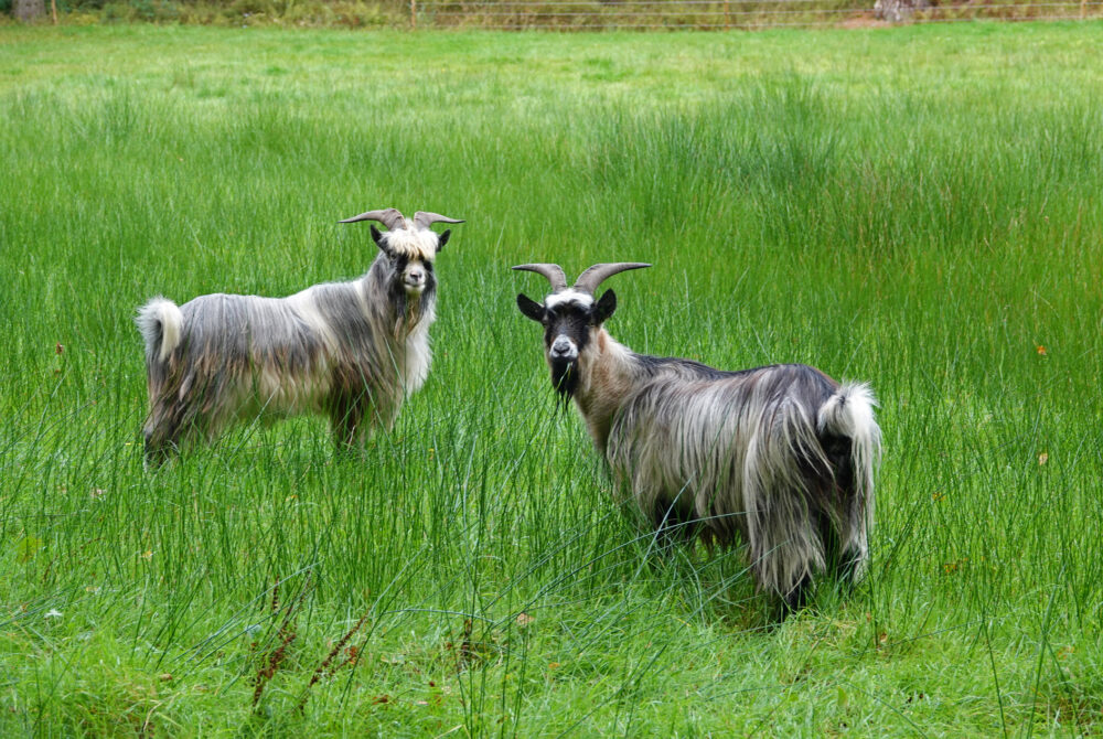 Geiten (landgoed Vosbergen)