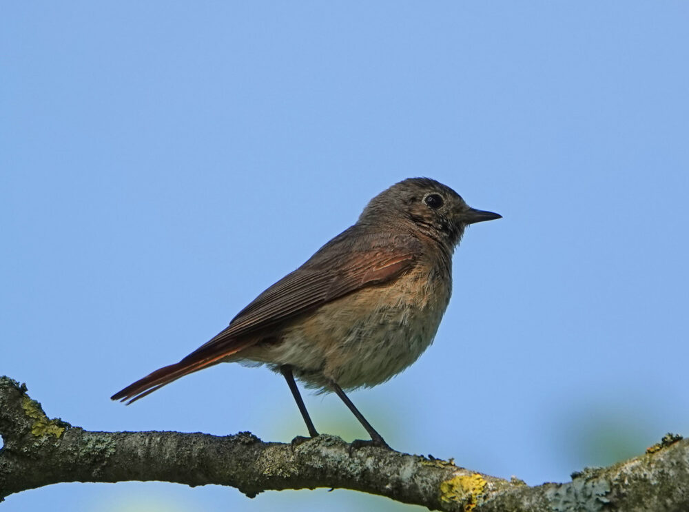 Gekraagde roodstaart (vrouw)