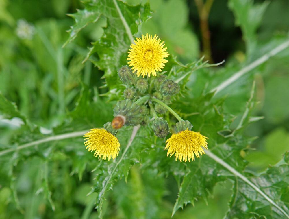 Gekroesde melkdistel