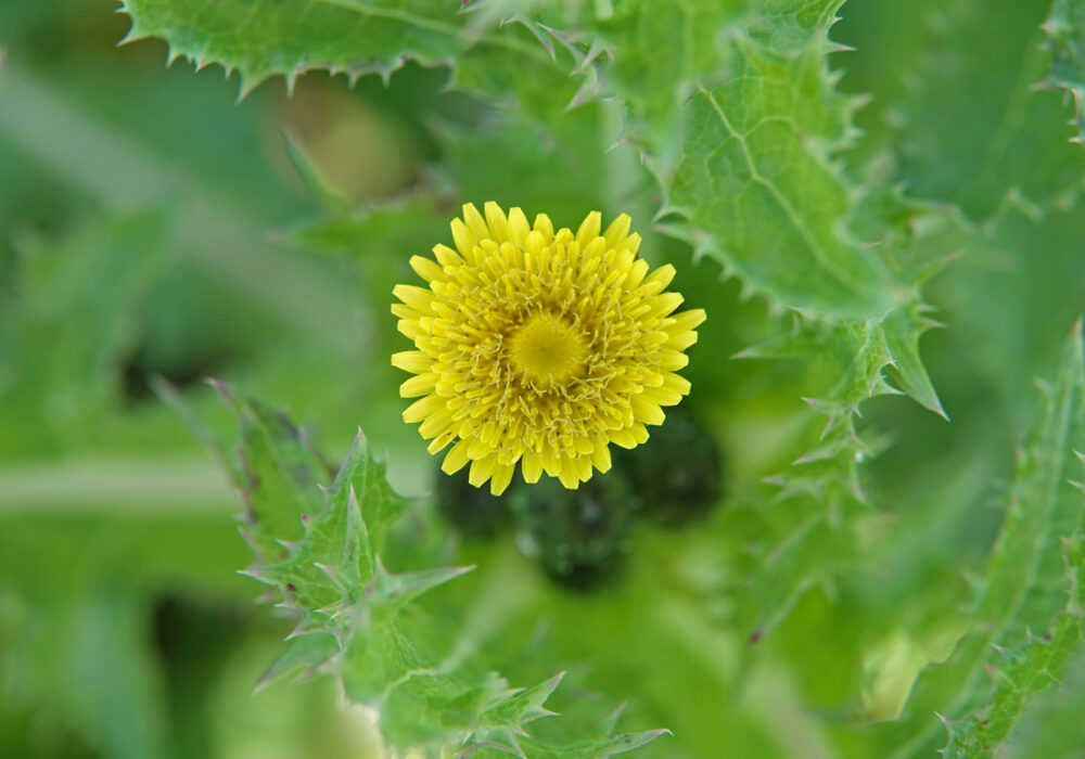 Gekroesde melkdistel