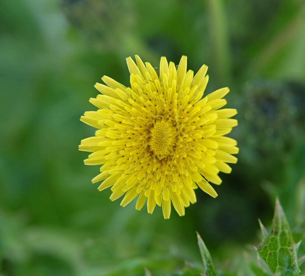 Gekroesde melkdistel