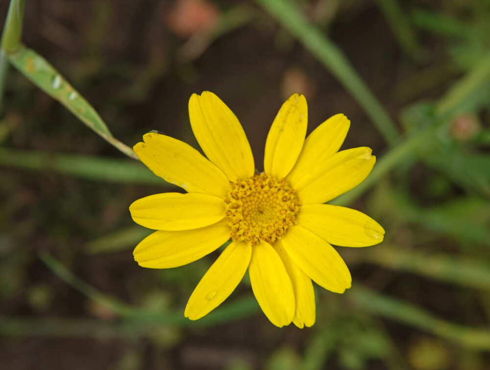 Gele ganzenbloem