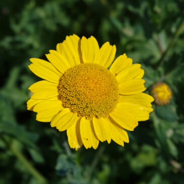 Gele ganzenbloem