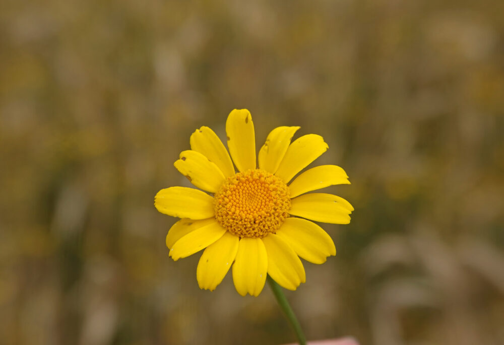 Gele ganzenbloem