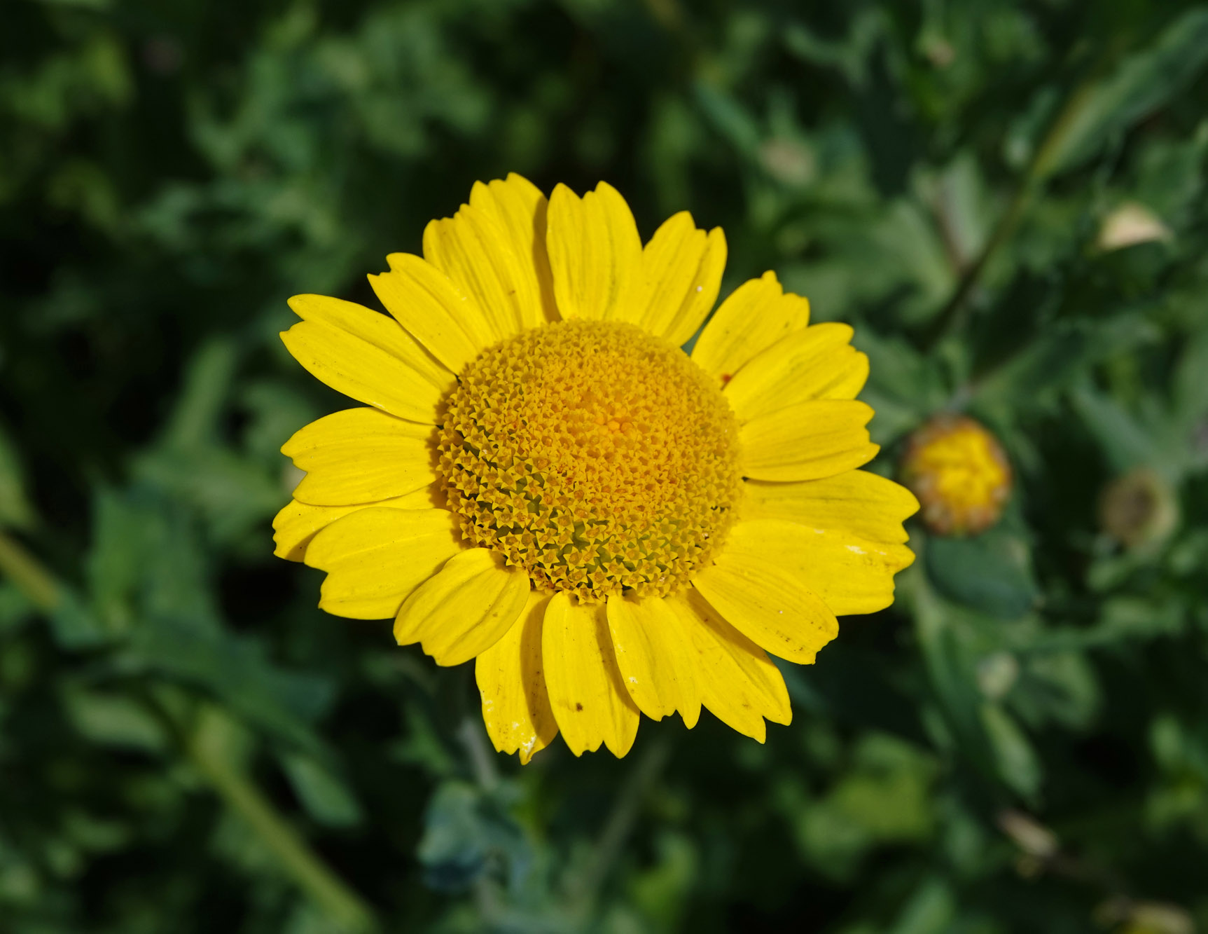 Gele ganzenbloem