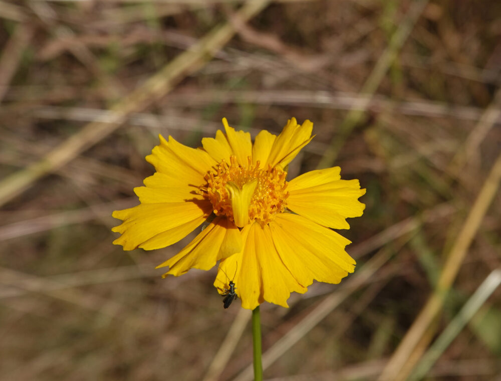 Gele ganzenbloem