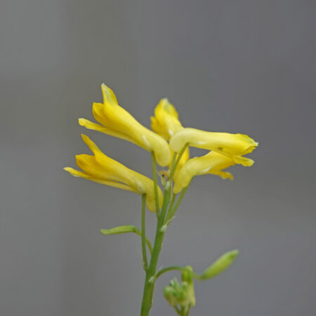 Gele helmbloem
