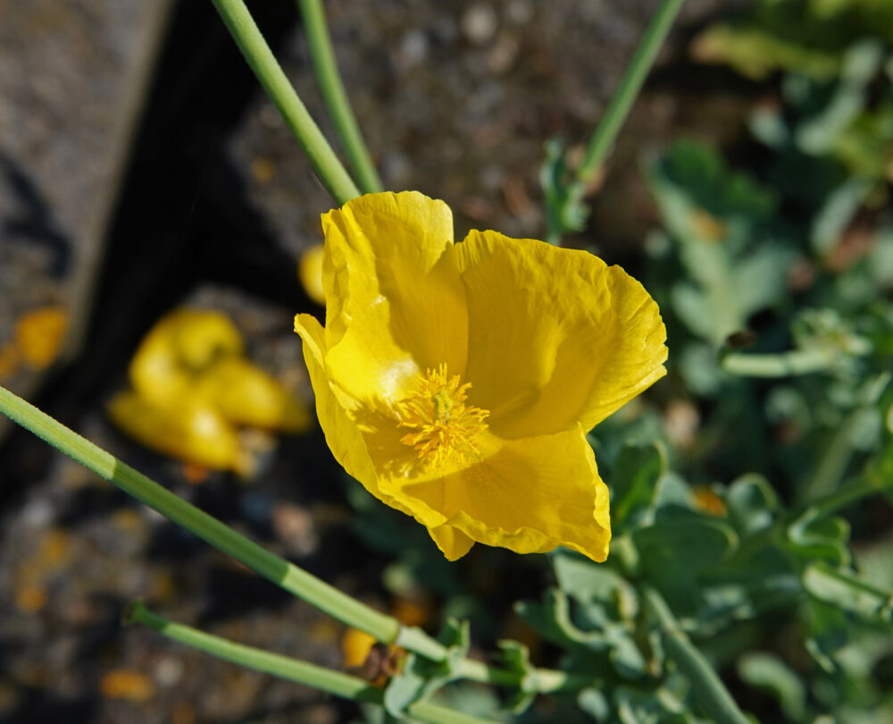 Gele hoornpapaver