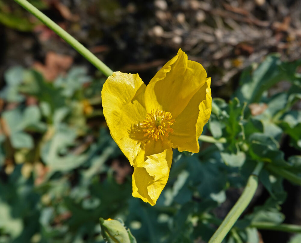 Gele hoornpapaver