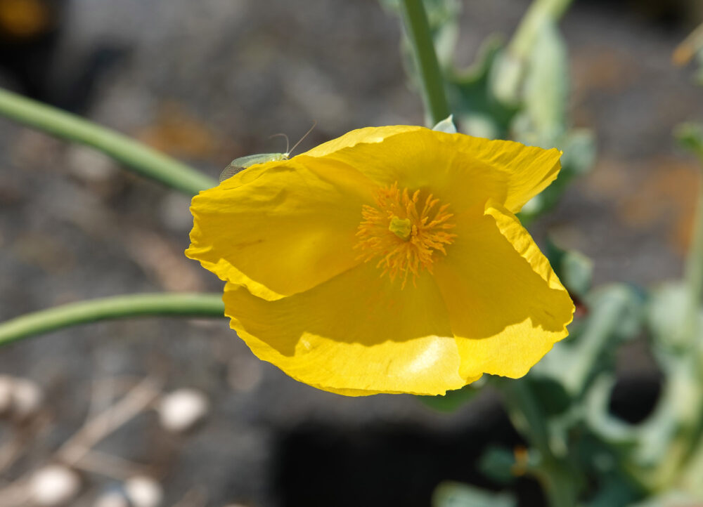 Gele hoornpapaver