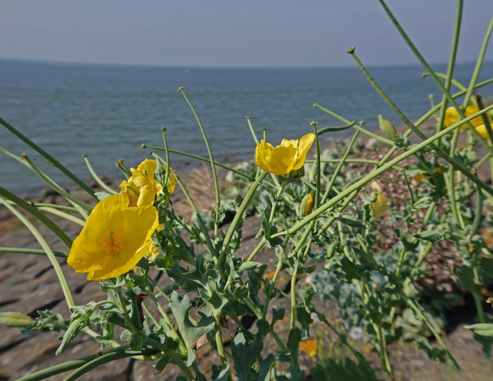 Gele hoornpapaver