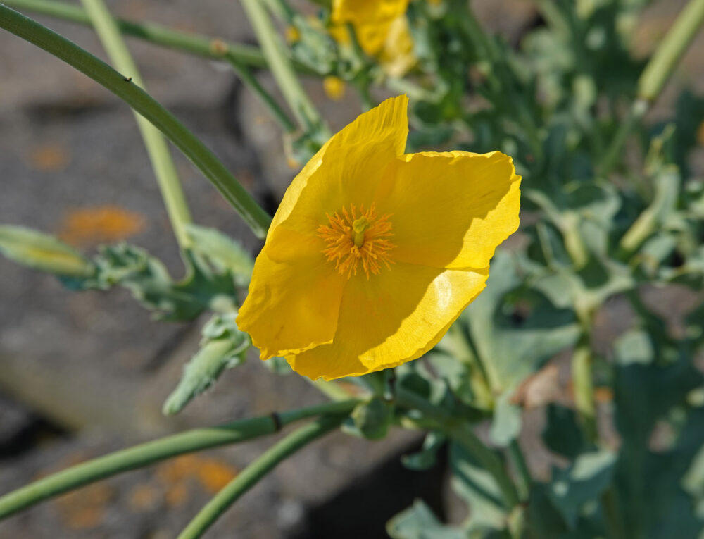 Gele hoornpapaver